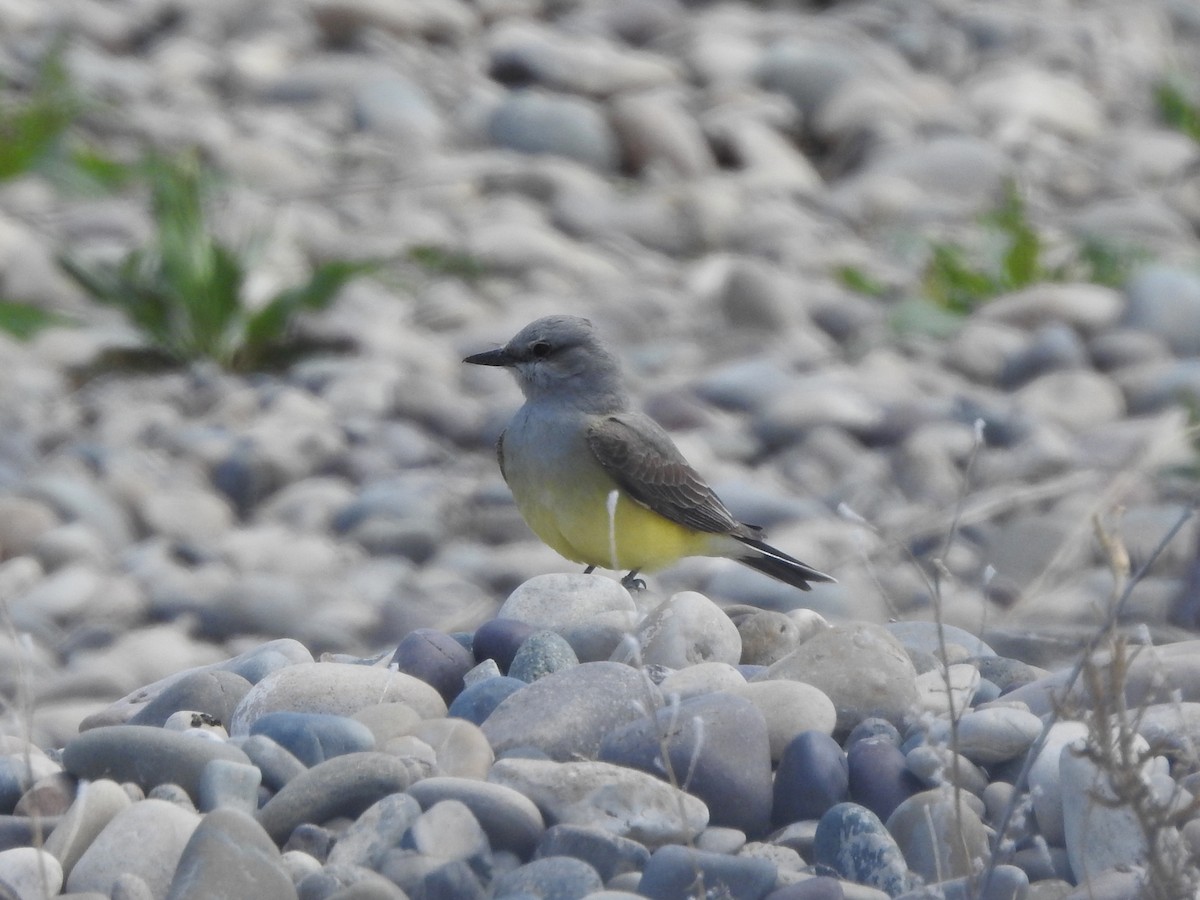 Western Kingbird - ML658114340