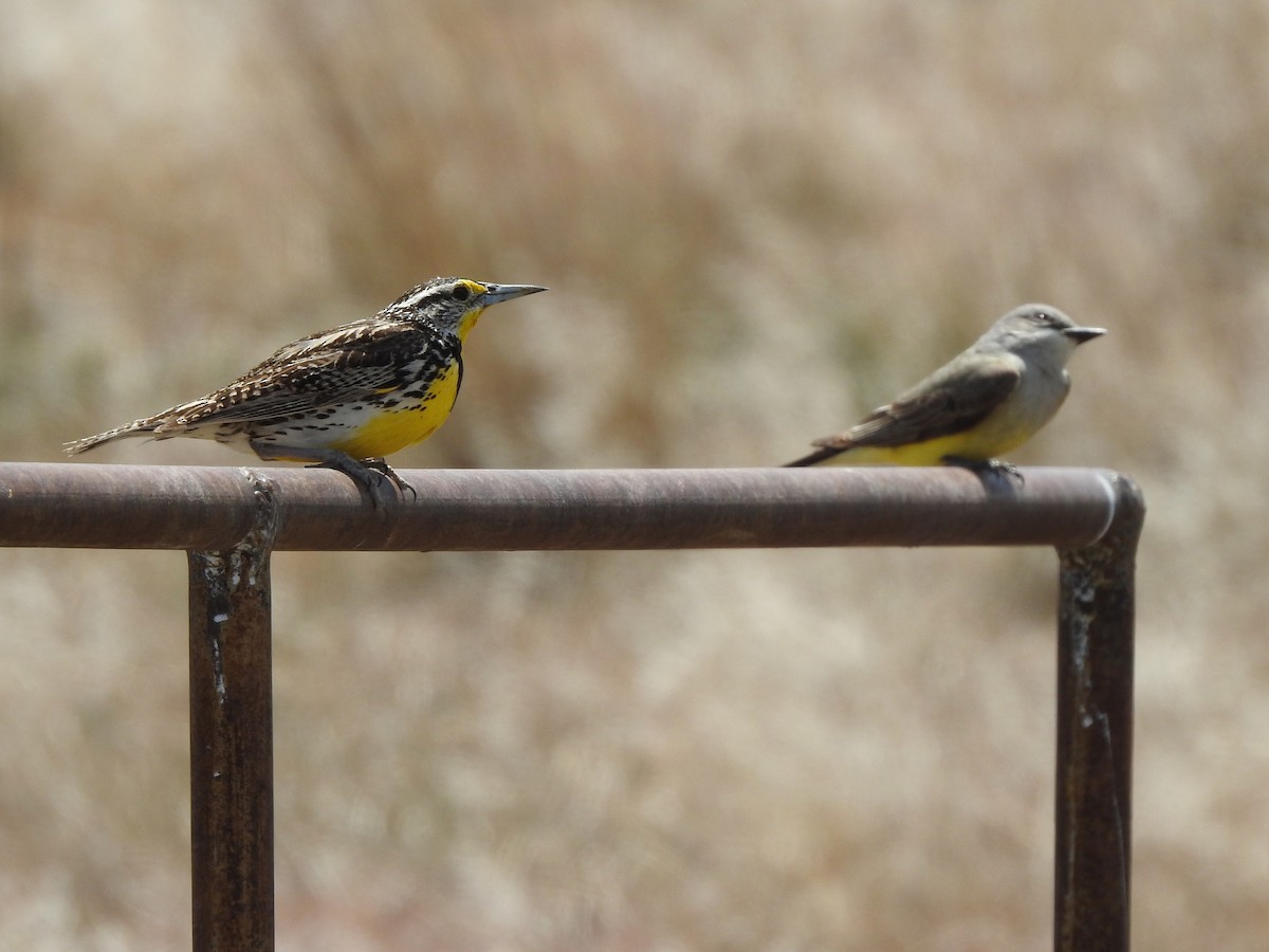 Western Meadowlark - ML658114351