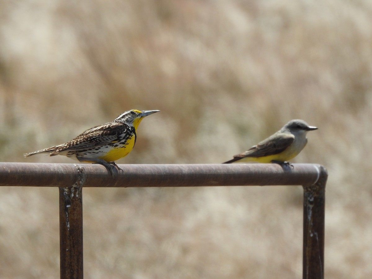 Western Meadowlark - ML658114352