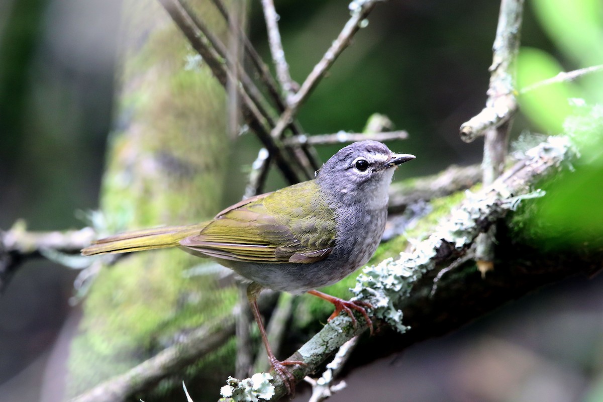 White-browed Warbler - ML658115114