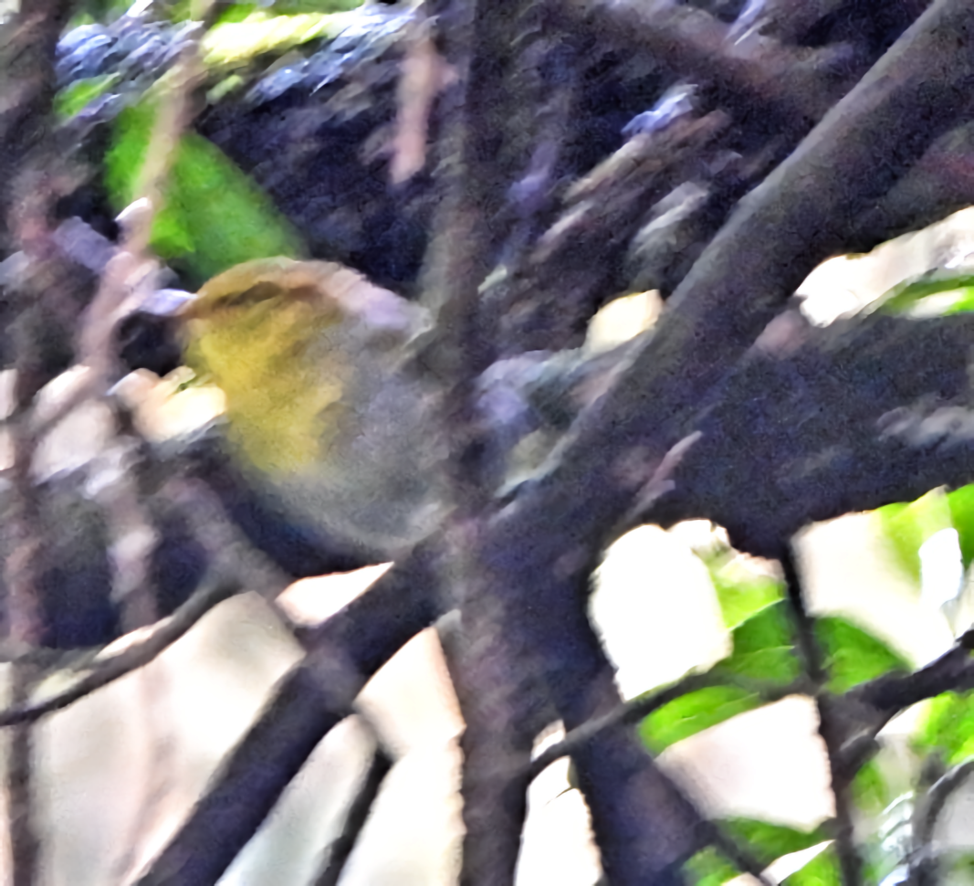 Yellow-throated Woodland-Warbler - ML658115398