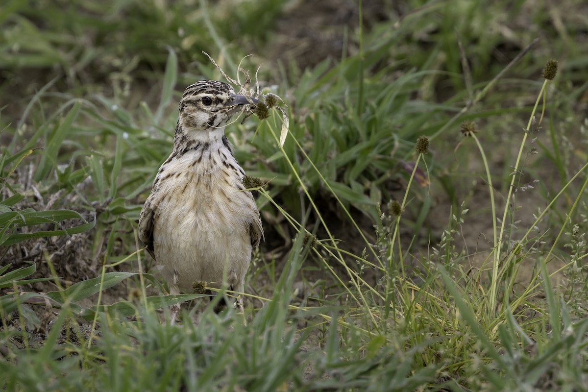 Short-tailed Lark - ML658116569