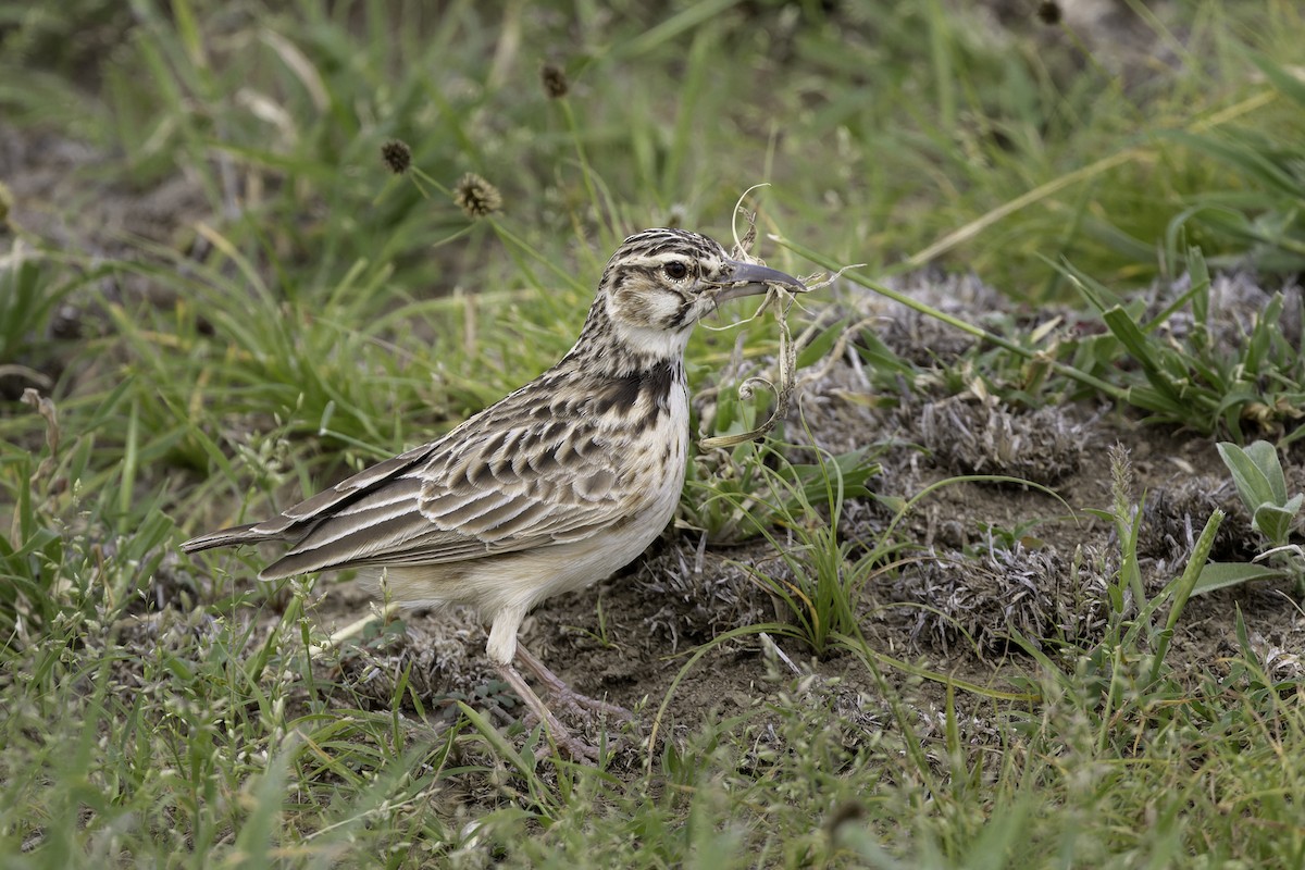 Short-tailed Lark - ML658116570