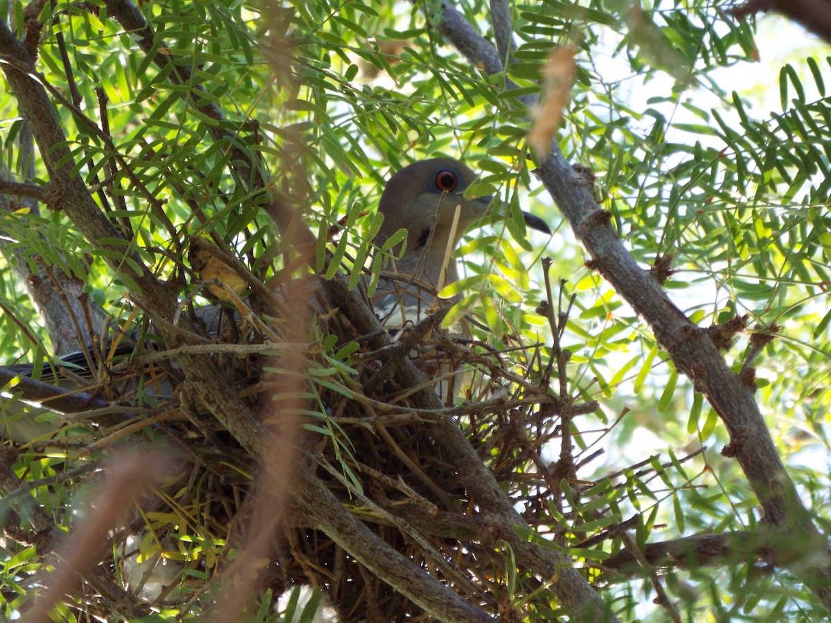 White-winged Dove - ML65811821