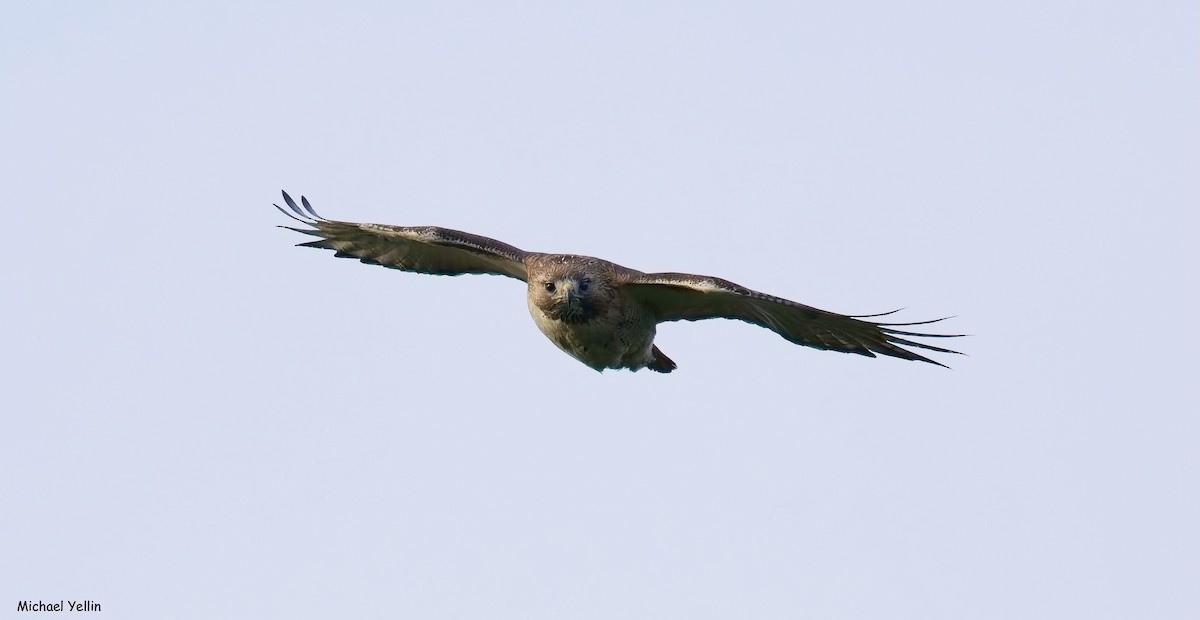 Red-tailed Hawk - ML658118782