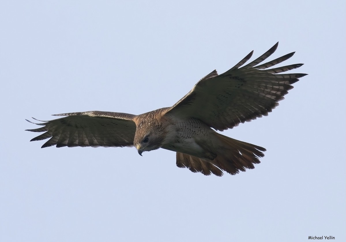 Red-tailed Hawk - ML658118786