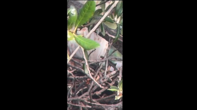 Cooper's Hawk - ML658119007