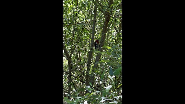 Pic à poitrine rouge - ML658119823