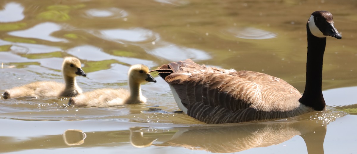eBird Checklist - 15 May 2026 - Don Castro Regional Recreation Area ...