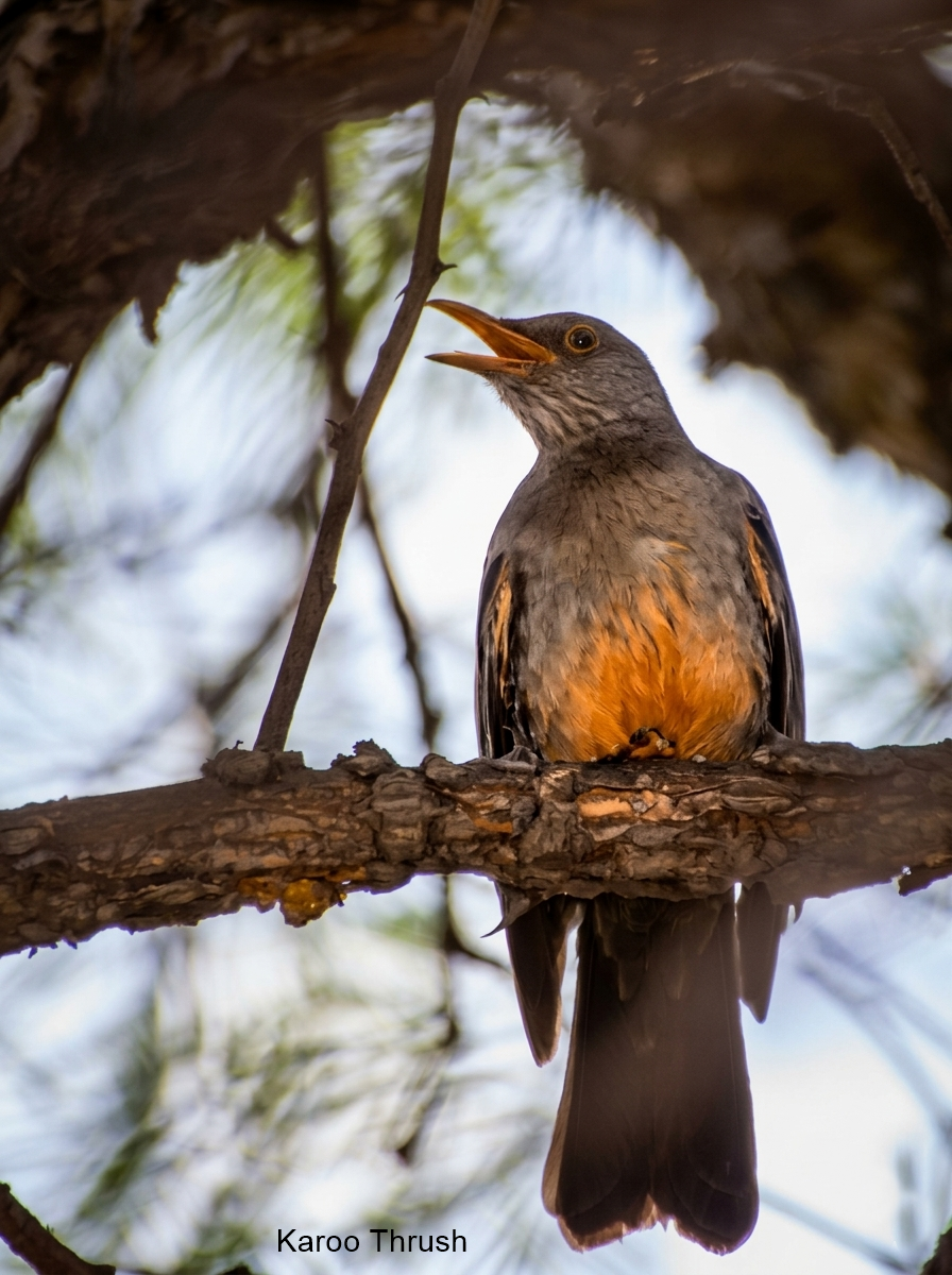 Karoo Thrush - ML658120751