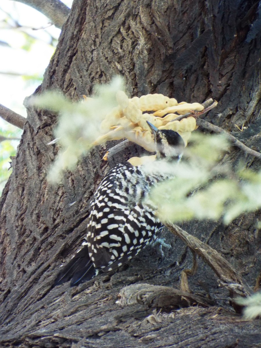 Ladder-backed Woodpecker - Trysten Loefke