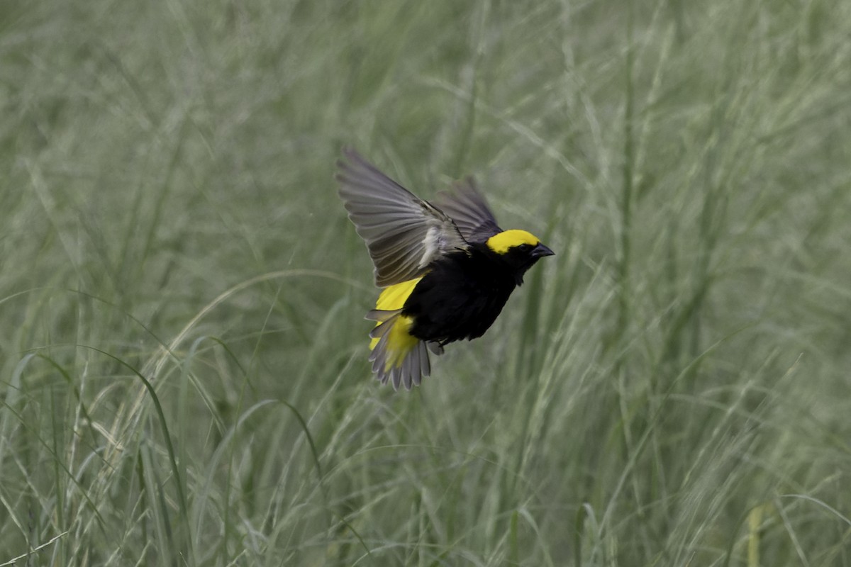 Yellow-crowned Bishop - ML658123468