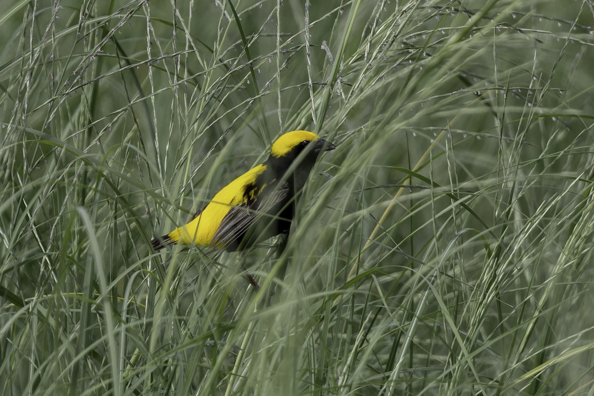 Yellow-crowned Bishop - ML658123469