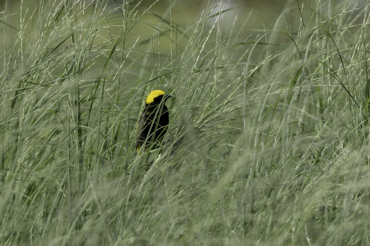 Yellow-crowned Bishop - ML658123470