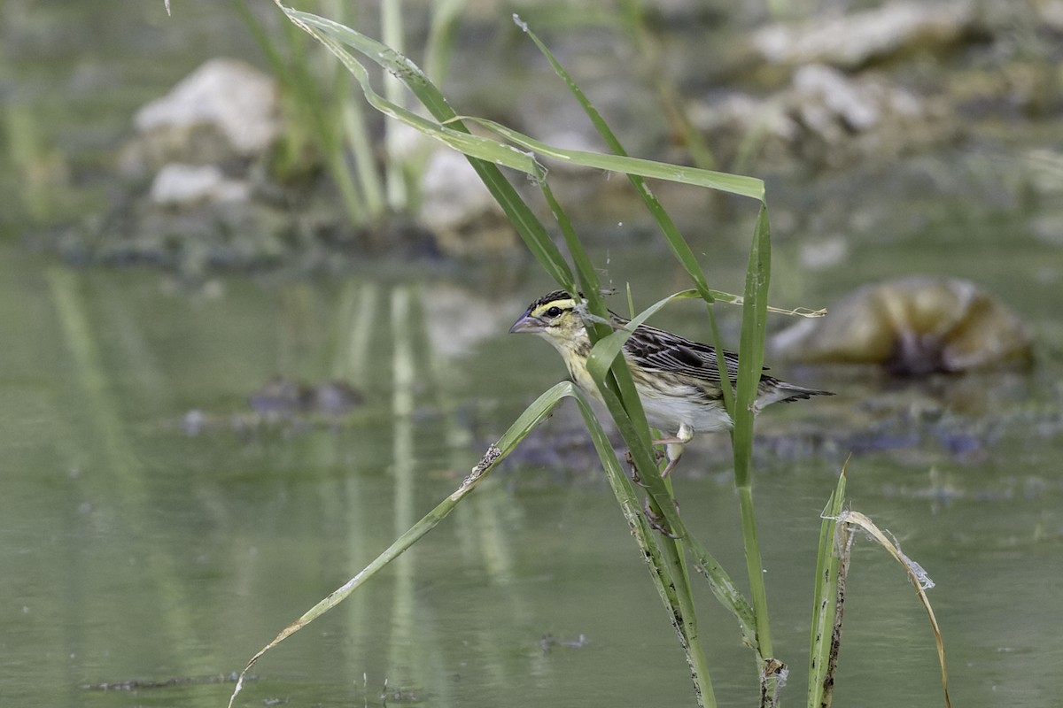 Yellow-crowned Bishop - ML658123471