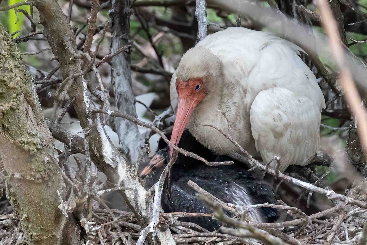 White Ibis - ML658123842