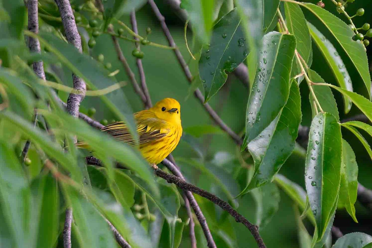 Northern Yellow Warbler - ML658126389