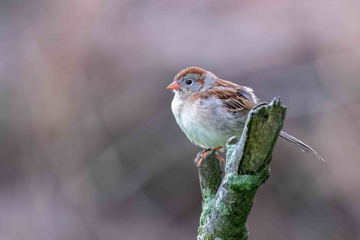 Field Sparrow - ML658126417