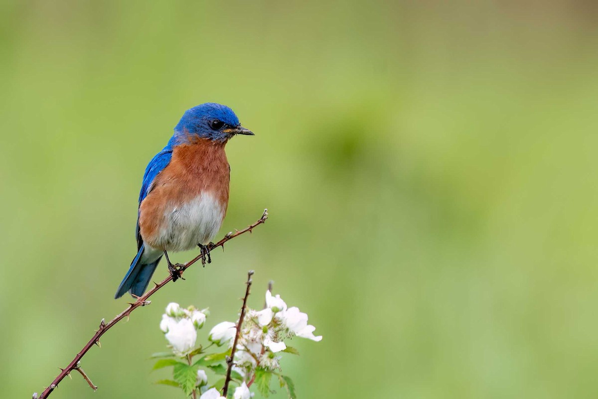 Eastern Bluebird - ML658126472