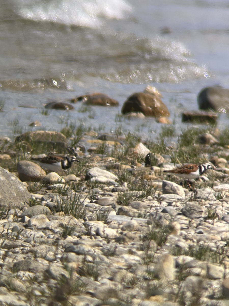 Ruddy Turnstone - ML658128131