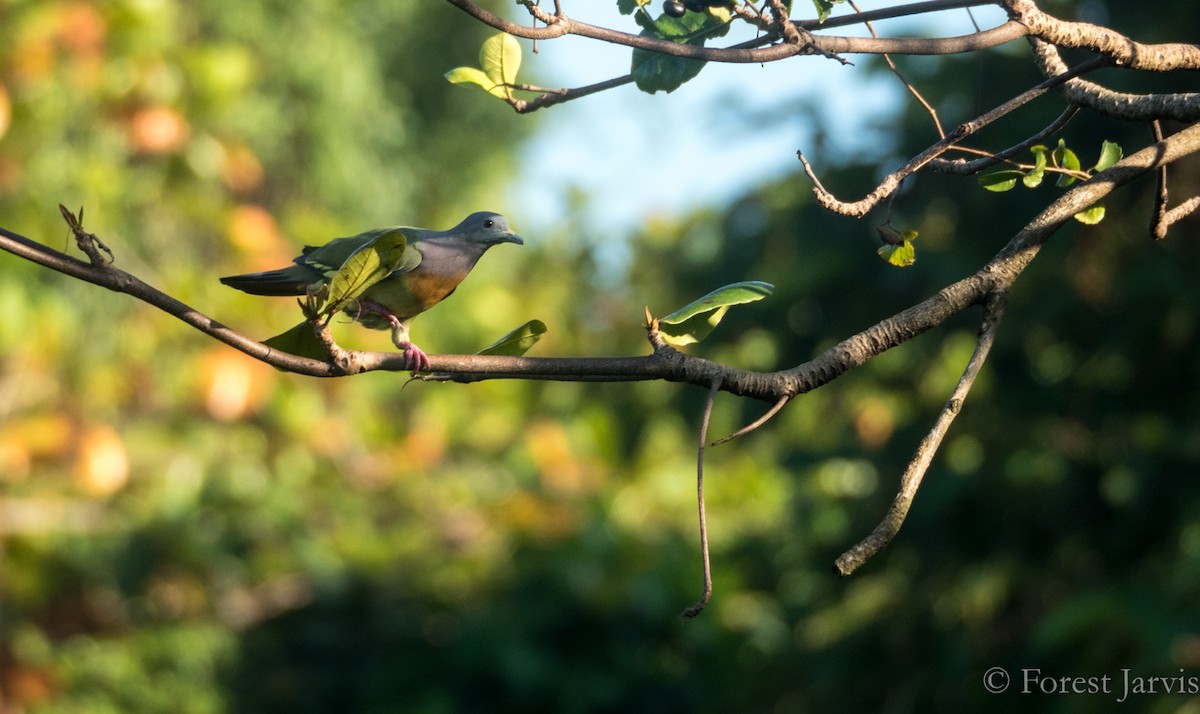 Pink-necked Green-Pigeon - ML65813031