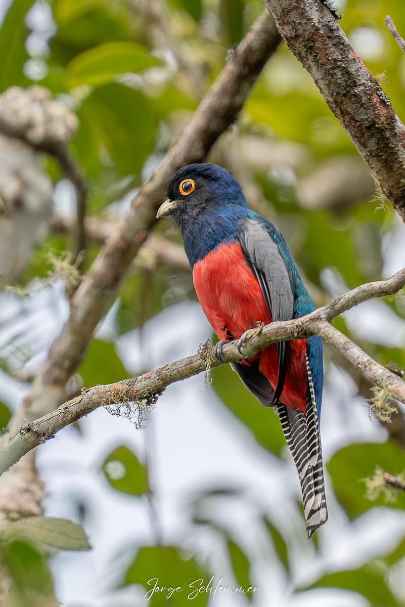 Blauscheiteltrogon - ML658130752