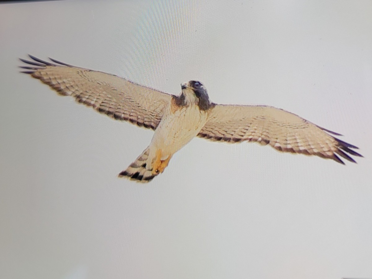 Short-tailed Hawk - ML658131244