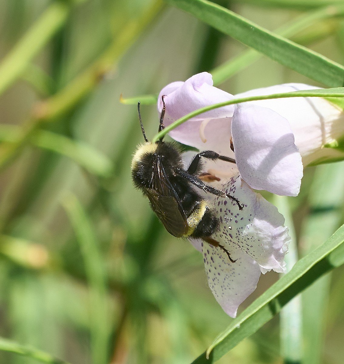 Insects - ML658134592