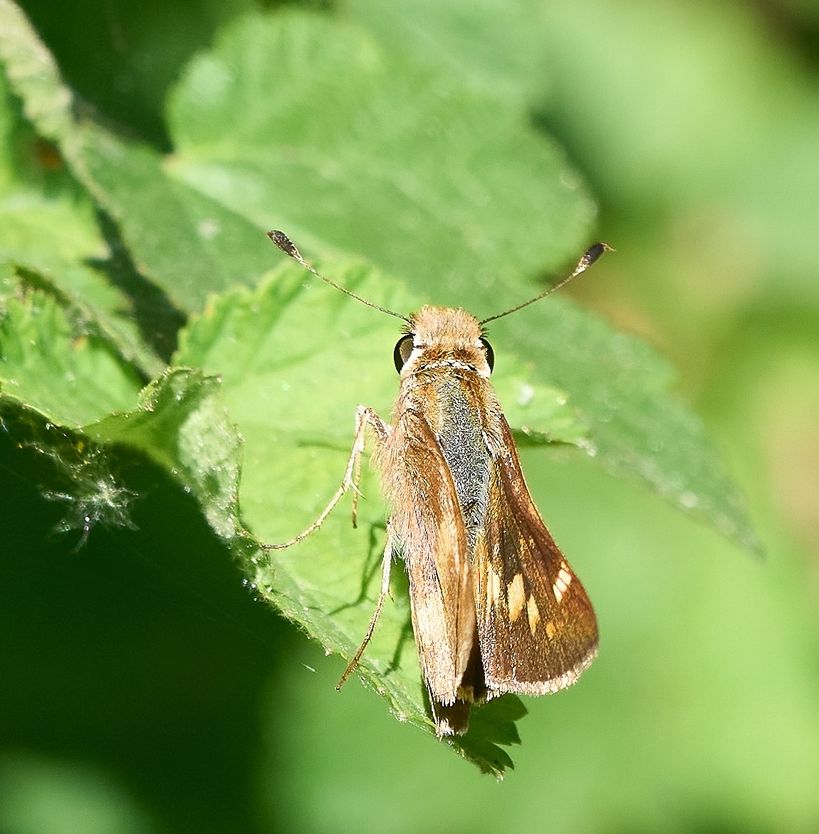 Umber Skipper - ML658134593