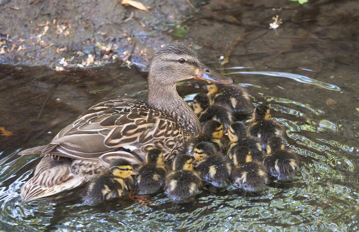 Mallard - ML658134624
