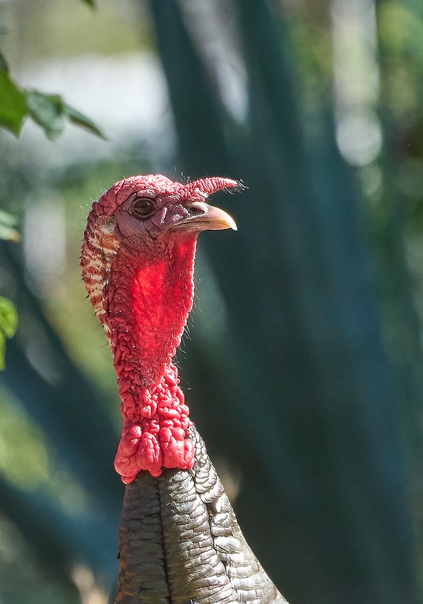 Wild Turkey - ML658134626