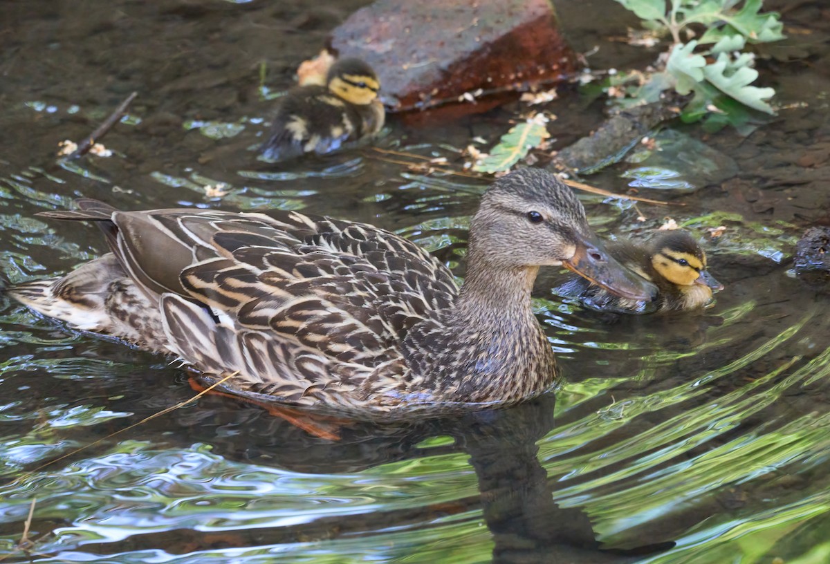 Mallard - ML658134627