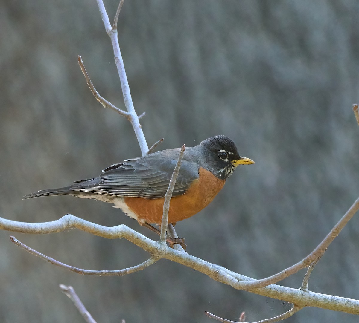 American Robin - ML658134690