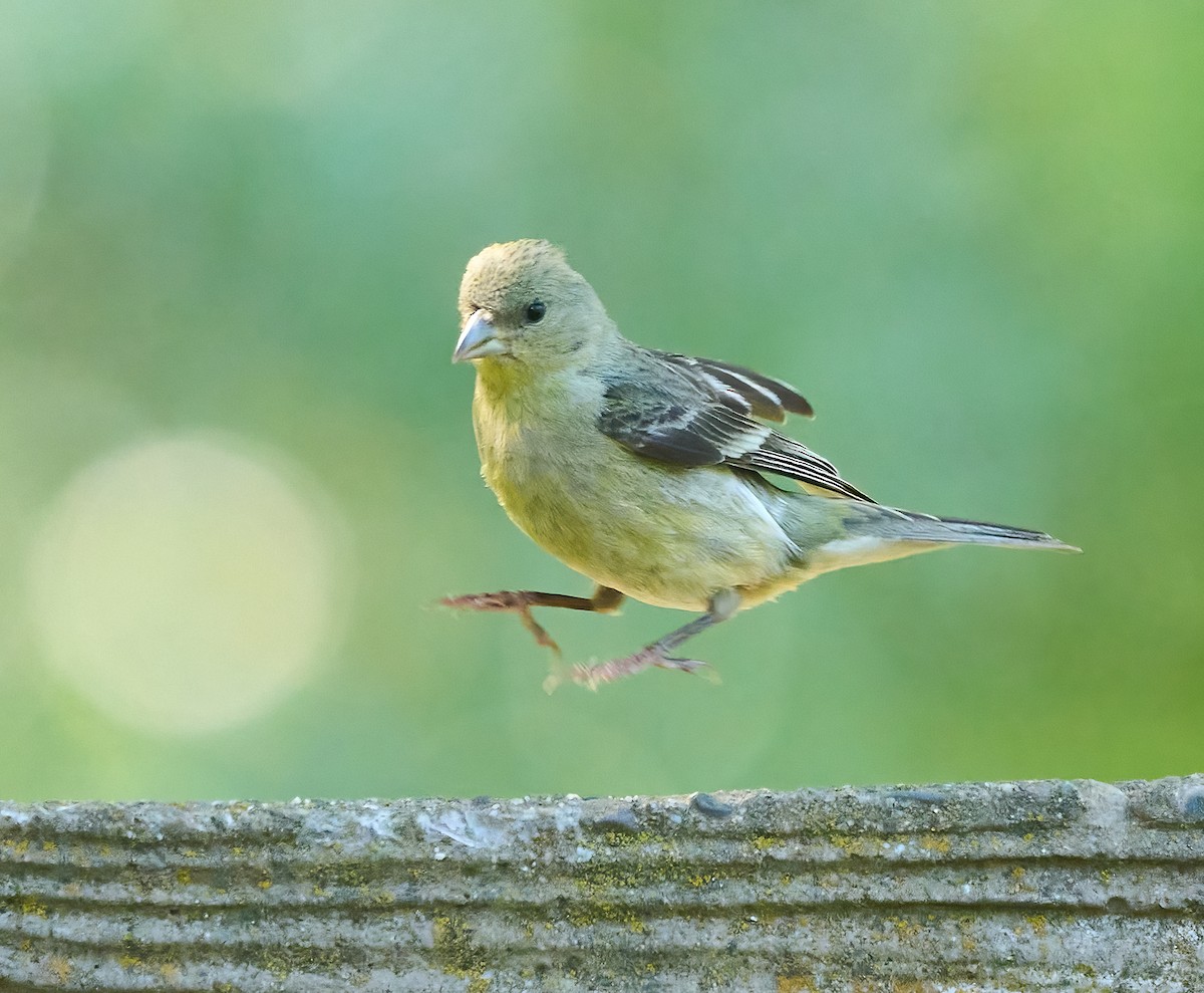 Lesser Goldfinch - ML658134691