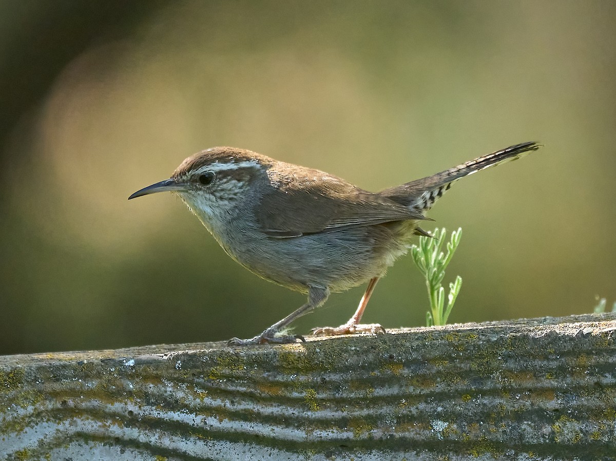 Bewick's Wren - ML658134701