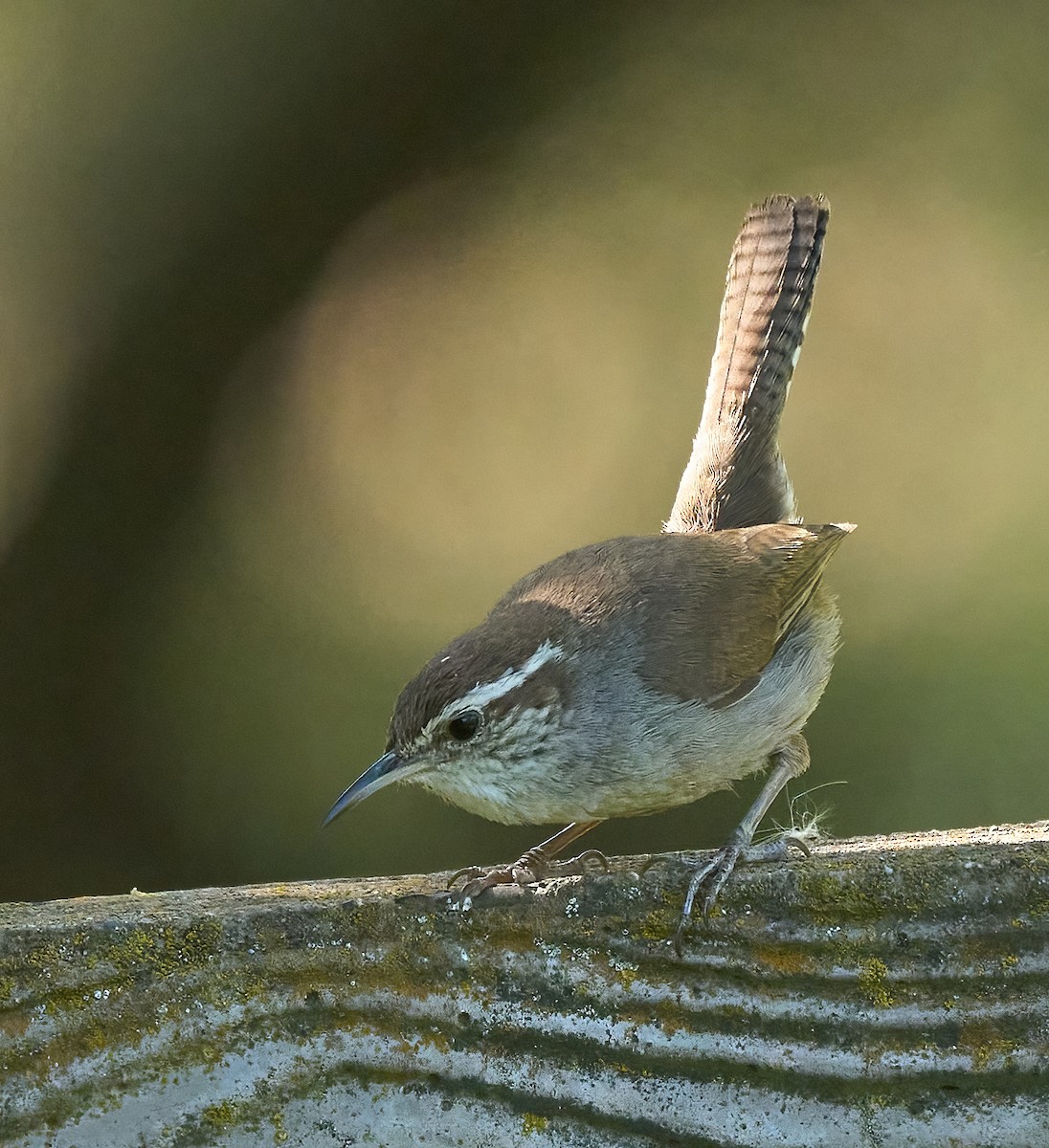 Bewick's Wren - ML658134702