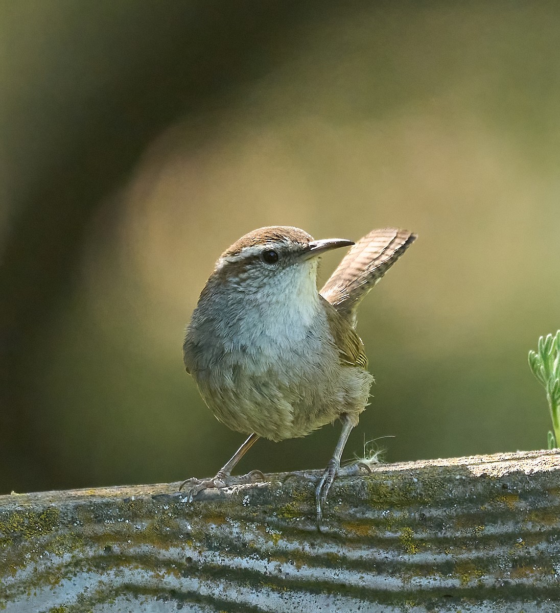 Bewick's Wren - ML658134703