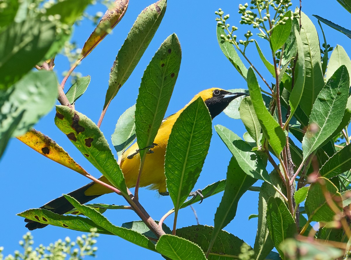 Hooded Oriole - ML658134707