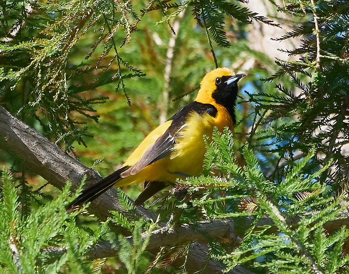 Hooded Oriole - ML658134731