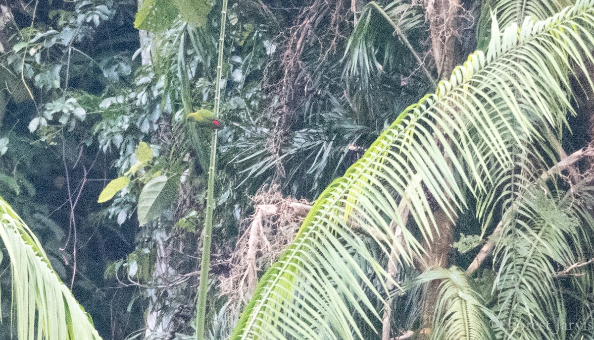 Camiguin Hanging-Parrot - ML65813771