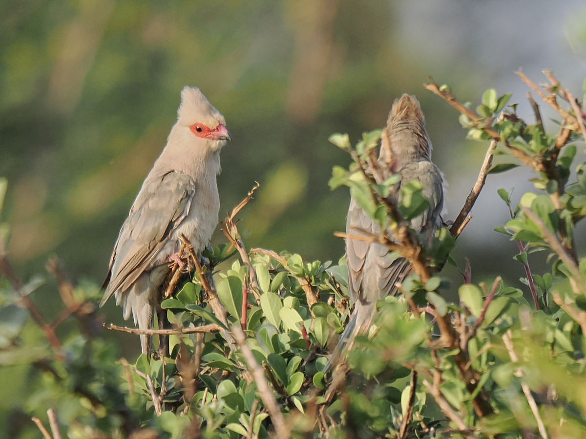 Red-faced Mousebird - ML658139471