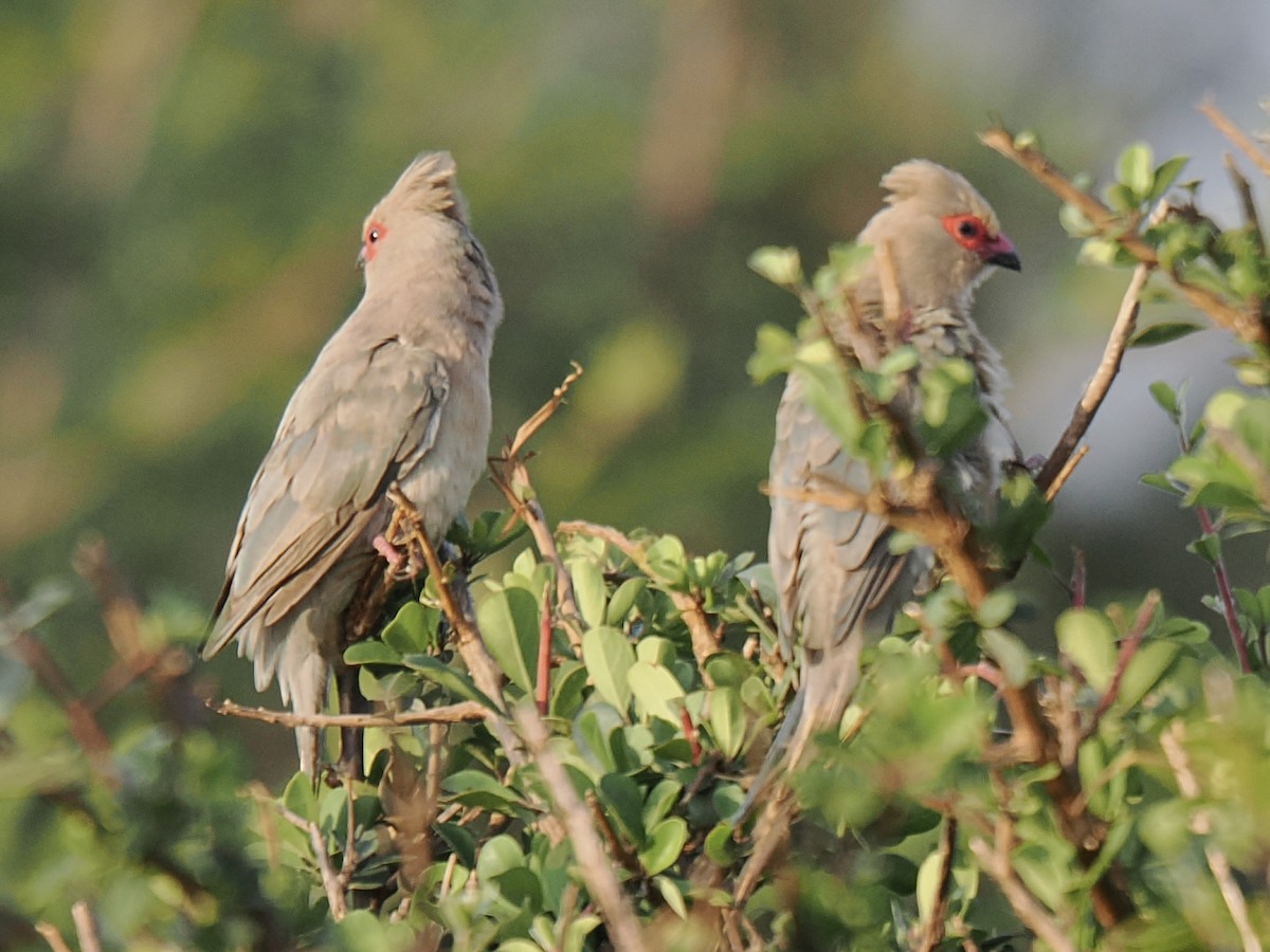 Red-faced Mousebird - ML658139481