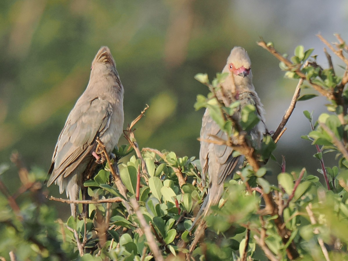 Red-faced Mousebird - ML658139489
