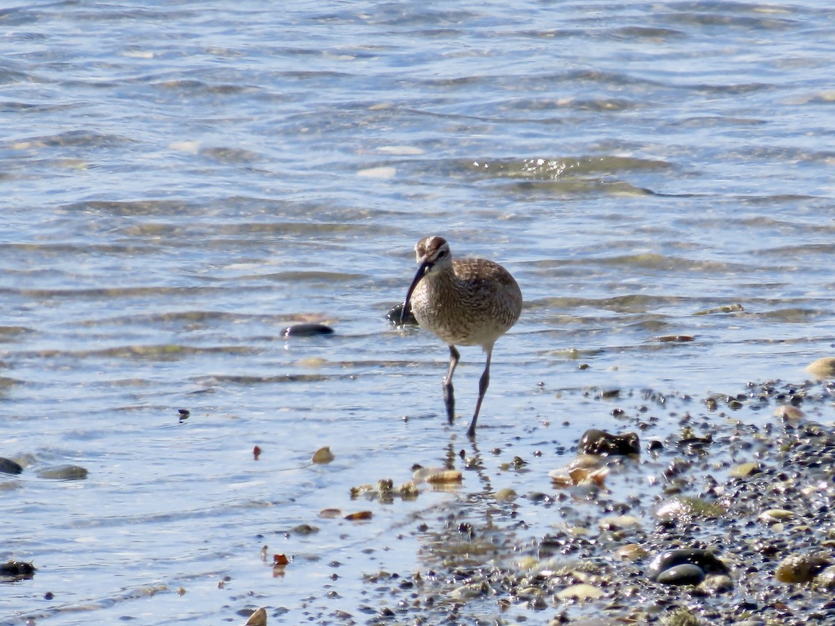 Hudsonian Whimbrel - ML658143536