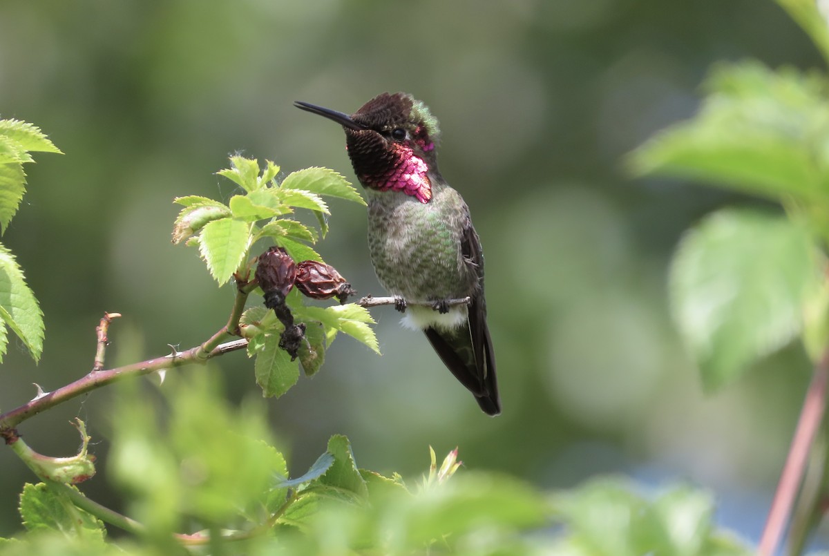 Anna's Hummingbird - ML658143790