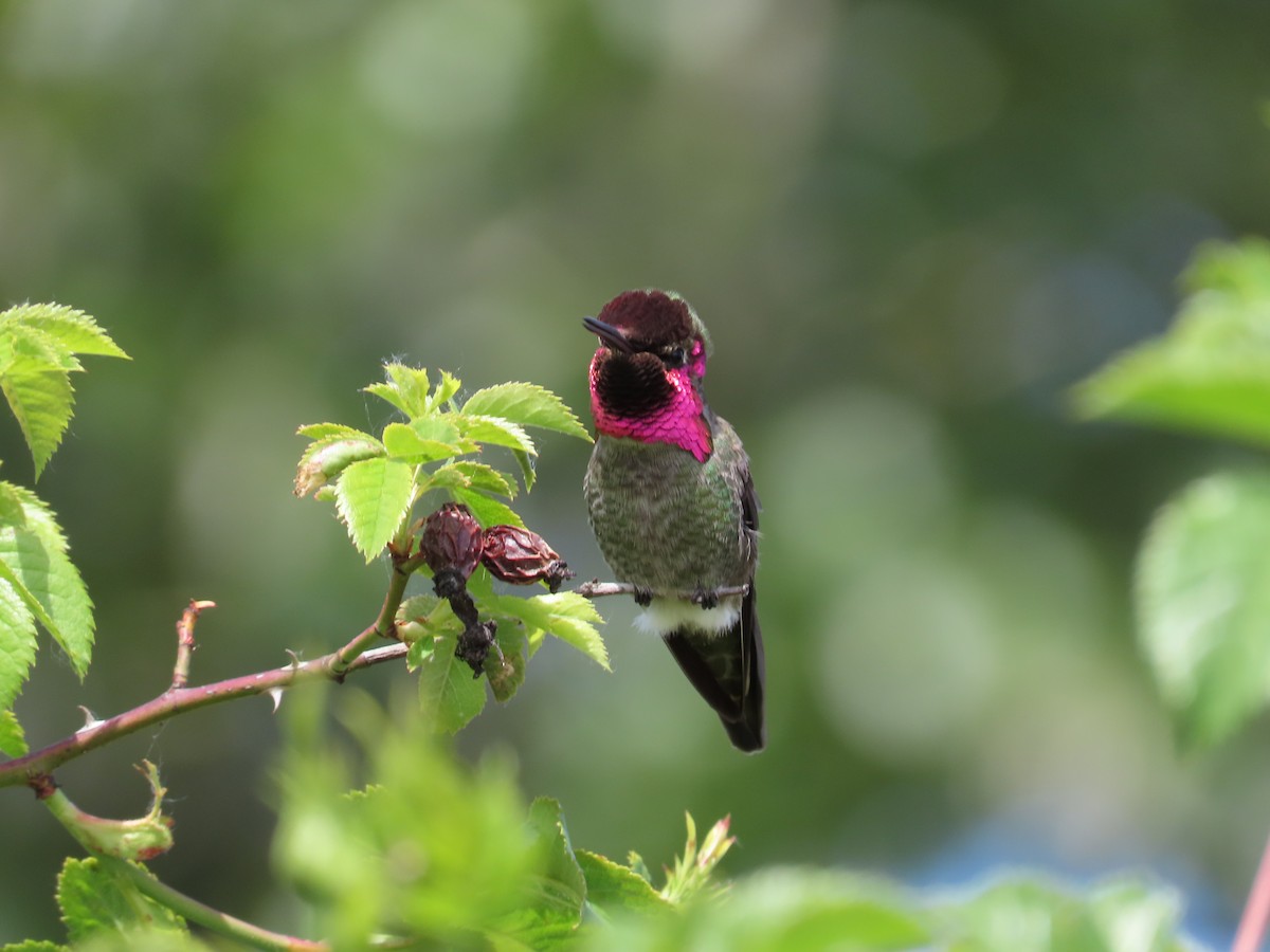 Anna's Hummingbird - ML658143791