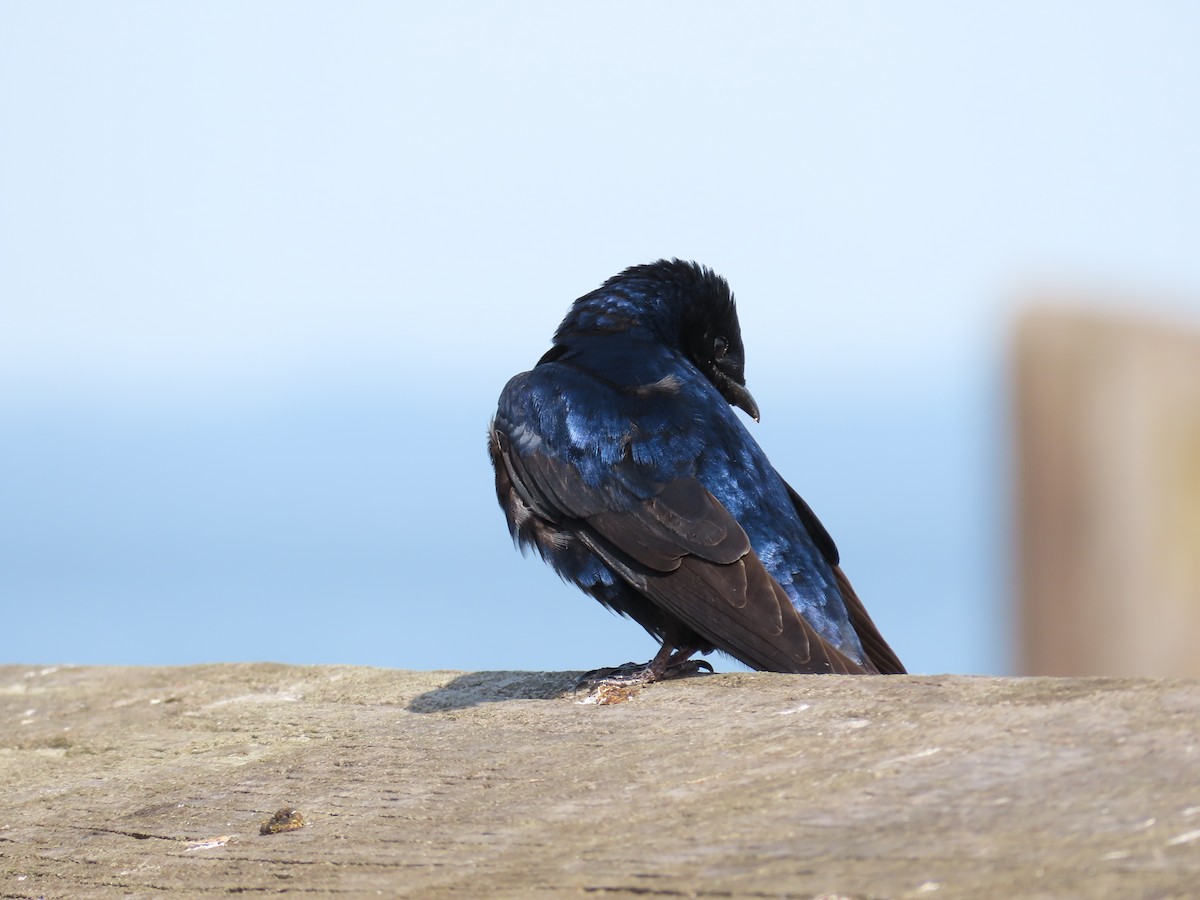 Purple Martin - ML658144027
