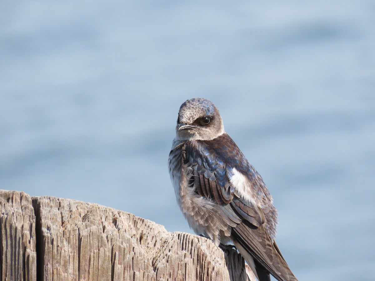 Purple Martin - ML658144028