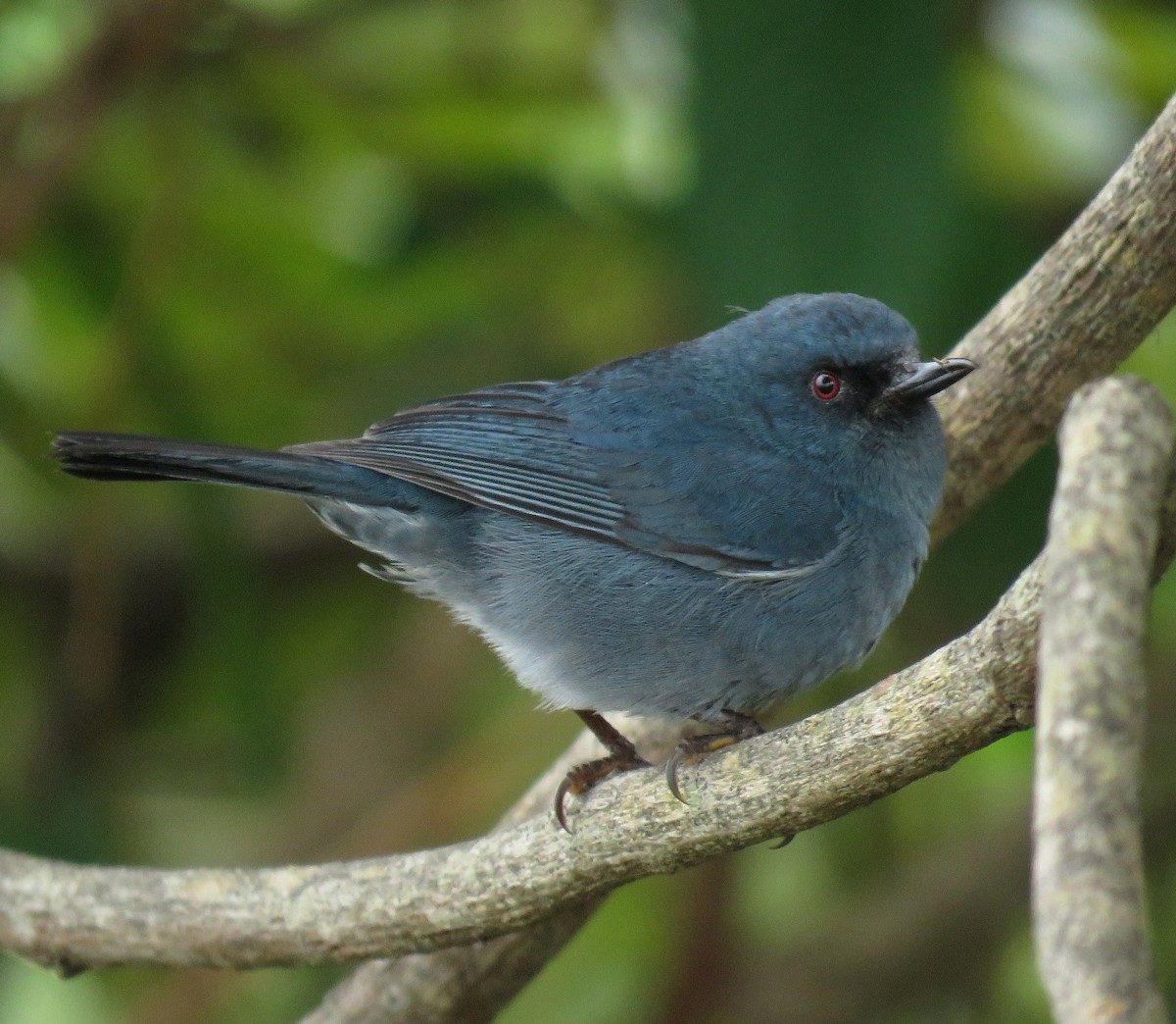Bluish Flowerpiercer - ML658144247