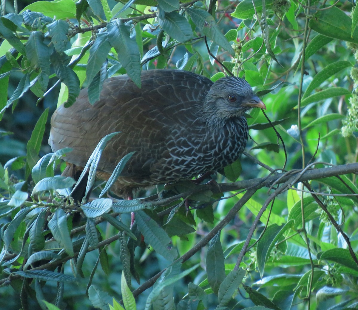Andean Guan - ML658145641
